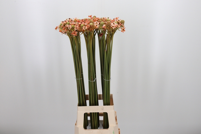 <h4>Ornit Saun Kl Bh Oranje</h4>