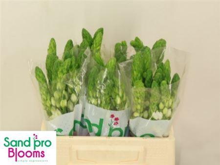 <h4>Ornit Thy Milky Way</h4>