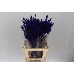 Dried Lagurus Purple