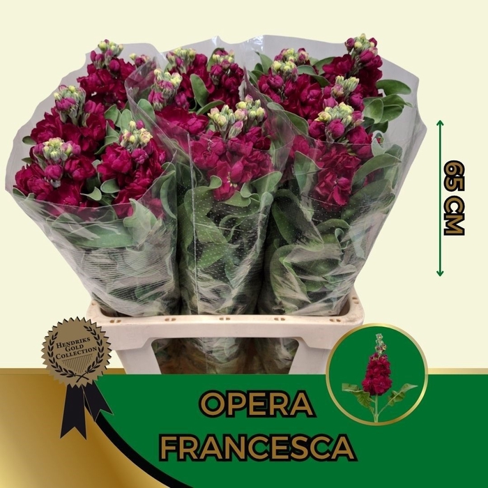 <h4>MATTH FRANCESCA</h4>