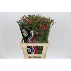 Ran N Modern Energia