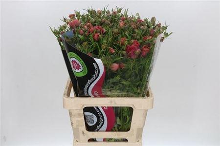 <h4>Ran N Modern Energia</h4>