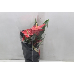 ANTHURIUM MICHIGAN P17 PREMIUM