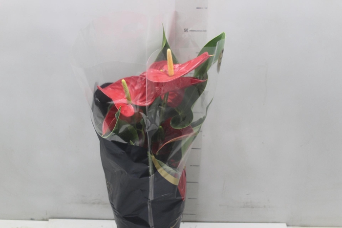 <h4>ANTHURIUM MICHIGAN P17 PREMIUM</h4>