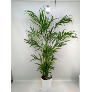 Chamaedorea cataractarum