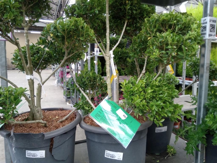 <h4>Ilex   ...</h4>