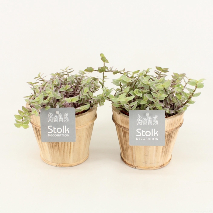 <h4>Callisia Rosata in Wood Bruin</h4>