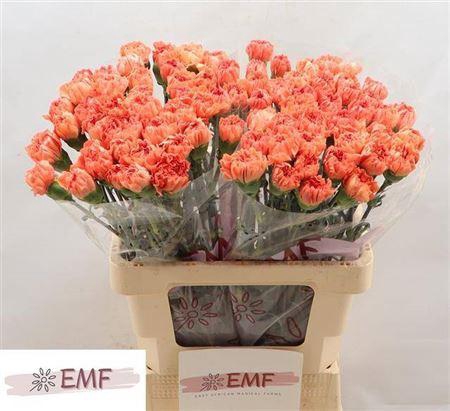 <h4>Di St Tamarind</h4>