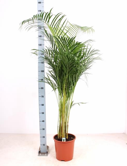 <h4>DYPSIS LUTESCENS</h4>