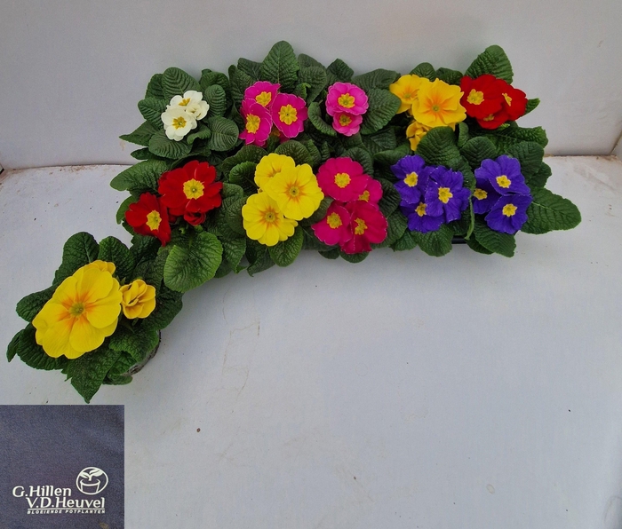 <h4>PRIM ACAULIS MIX</h4>