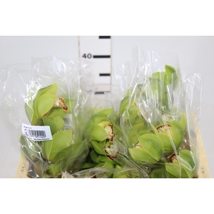 CYMBIDIUM HT MIN 5 FLS VERDE