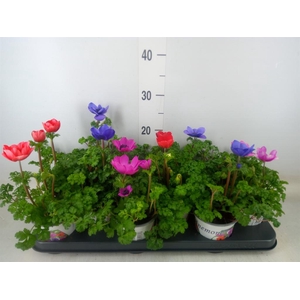 Anemone cor. 'Harmony'   ..mix