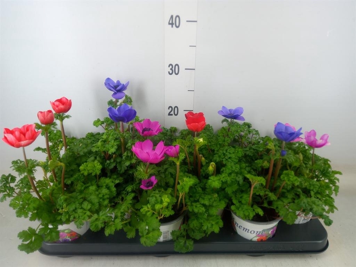 <h4>Anemone cor. 'Harmony'   ..mix</h4>