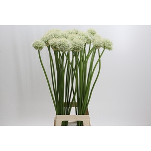 Allium Mount Everest