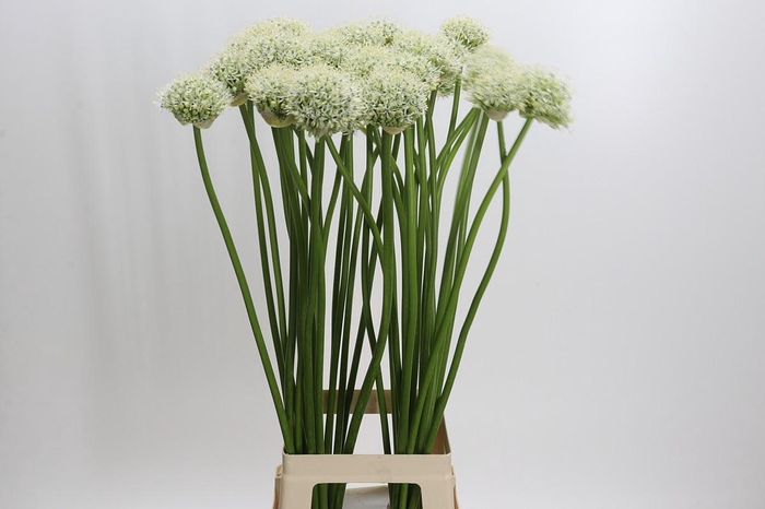 <h4>Allium Mount Everest</h4>