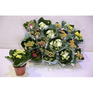 arr8 Kal Ge Ro Gem 5 Kl