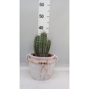 Cactus   ...