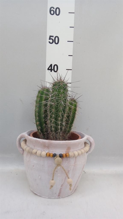 <h4>Cactus   ...</h4>
