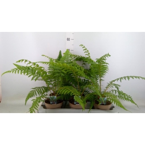 Dicksonia antarctica