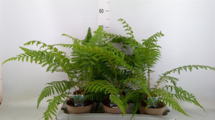 <h4>Dicksonia antarctica</h4>