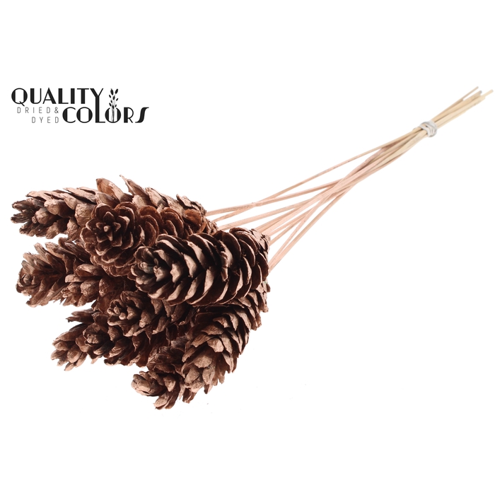 <h4>Strobus 10-15cm on stem Copper</h4>