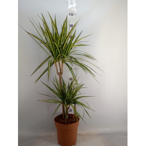 Dracaena marg. 'Sunray'