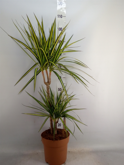 <h4>Dracaena marg. 'Sunray'</h4>