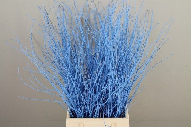 Betula paint light blue