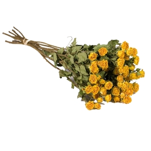 Droogbloemen - Spray Rose Yellow