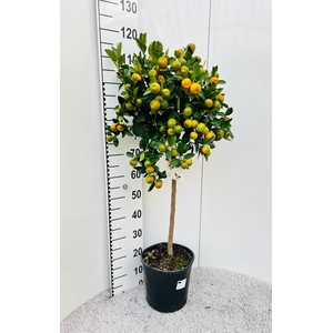 Citrus Calamondin on stem