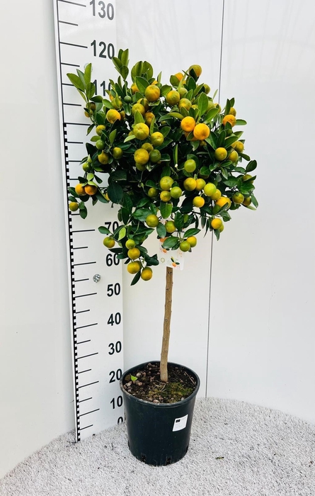 <h4>Citrus Calamondin on stem</h4>