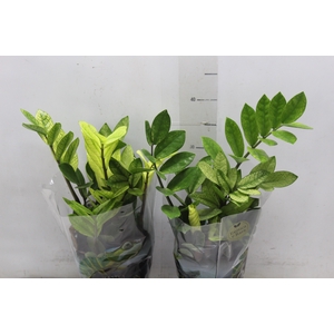 ZAMIOCULCAS CHAMELEON P14