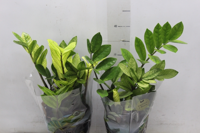 <h4>ZAMIOCULCAS CHAMELEON P14</h4>