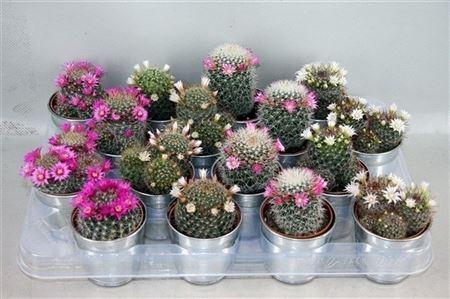 <h4>Cactus bloeiend gemengd</h4>