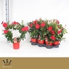 arr8 Mande Sun Red