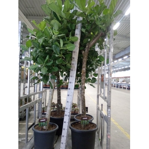 Ficus lyrata
