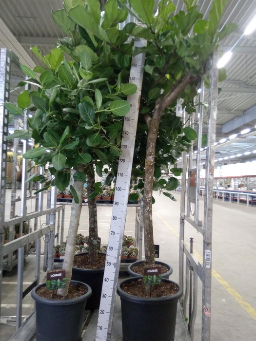 <h4>Ficus lyrata</h4>