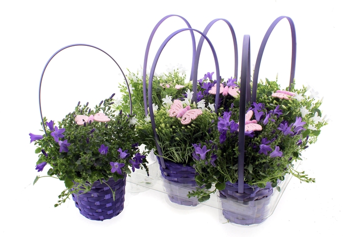 <h4>ARR CAMPANULA</h4>