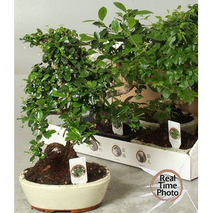 BONSAI GEM