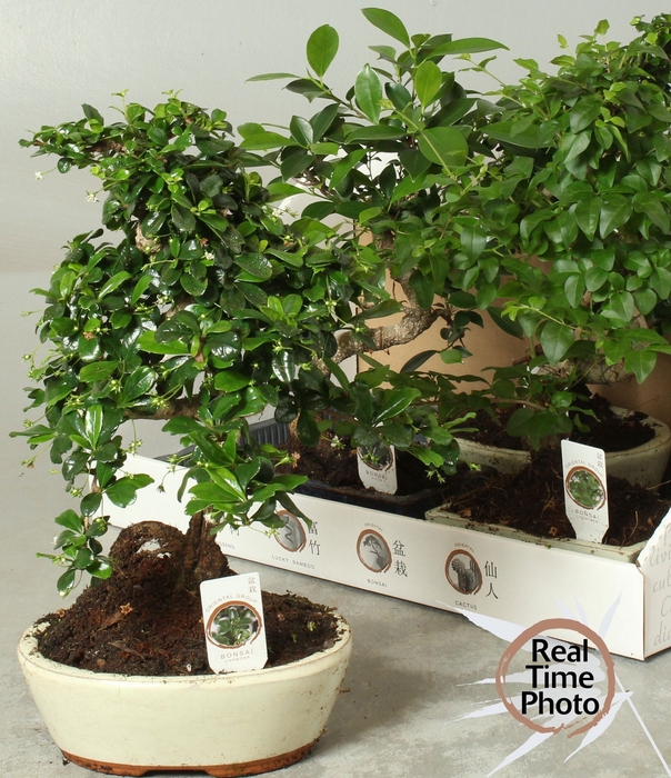 <h4>BONSAI GEM</h4>
