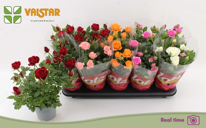 <h4>RO LOTZ OF GEM 5 KL</h4>