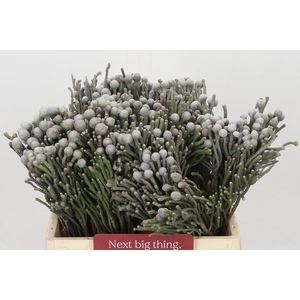 Kaaps Groen Silver Brunia