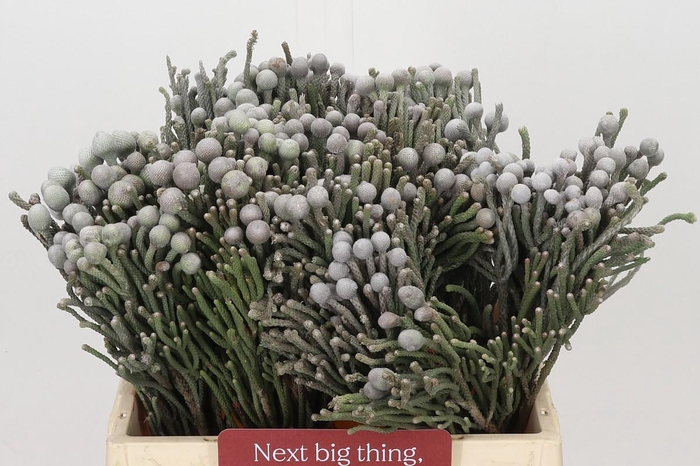 <h4>Kaaps Groen Silver Brunia</h4>