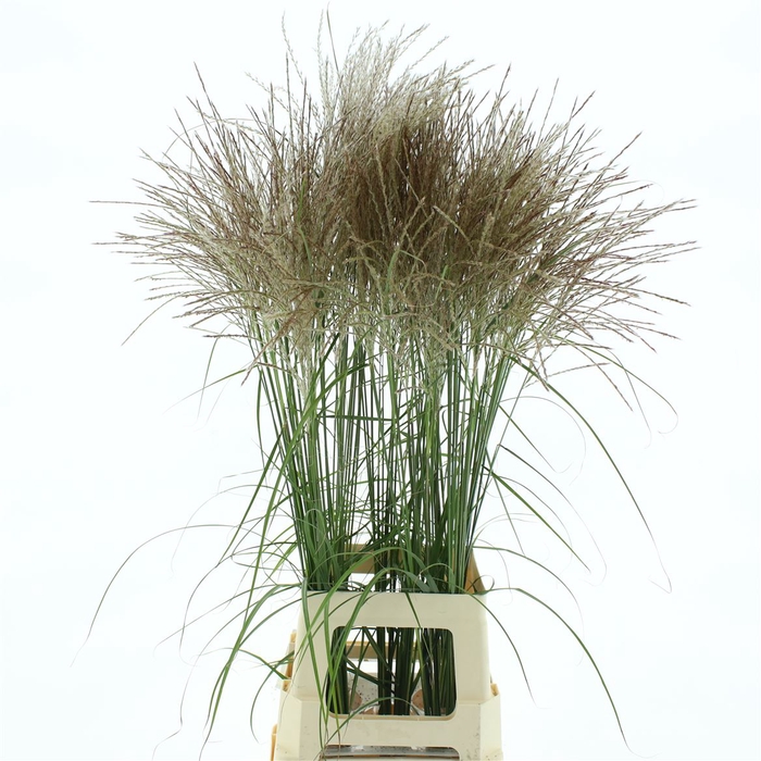 <h4>Miscanthus Ferner Osten</h4>