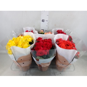 Begonia elat. DU   ...mix