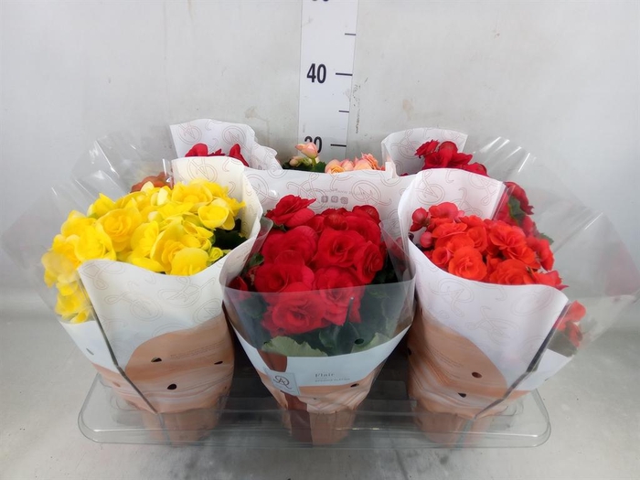 <h4>Begonia elat. DU   ...mix</h4>