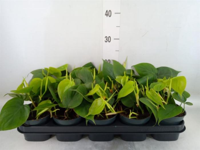 <h4>Philodendron scand.</h4>