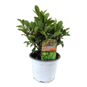 Laurus nobilis