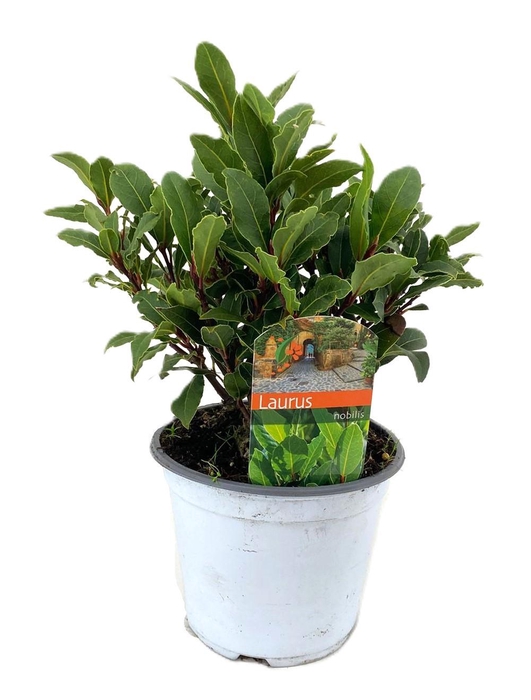 <h4>Laurus nobilis</h4>