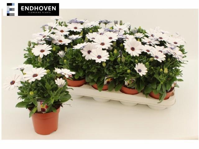 <h4>OSTEO FP WHITE</h4>